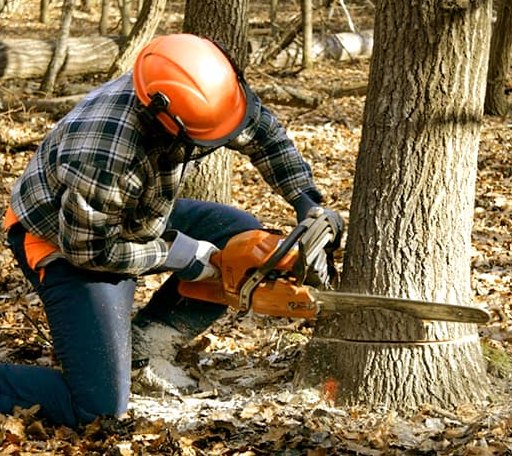 Tree Removal in Andrews, NC